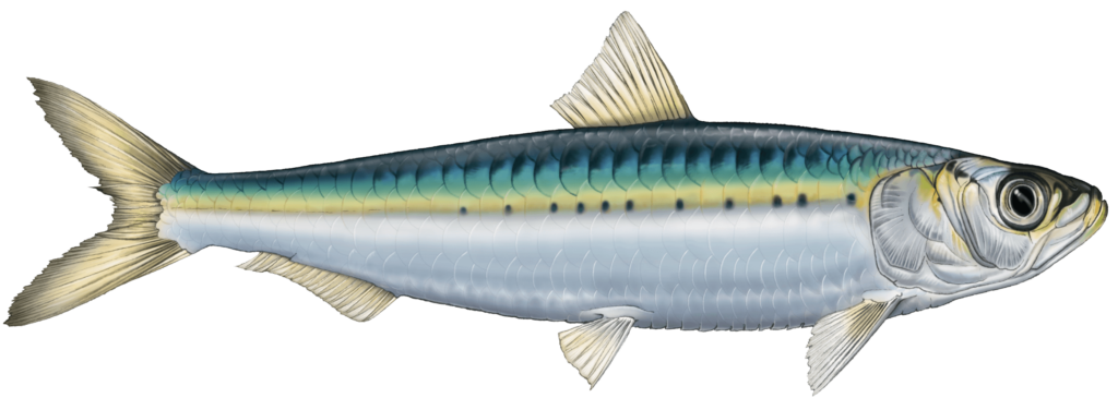 SARDINE