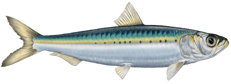 SARDINE