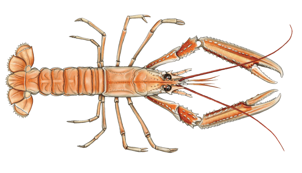 LANGOUSTINE