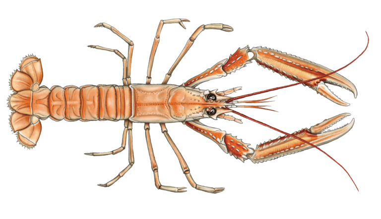 LANGOUSTINE