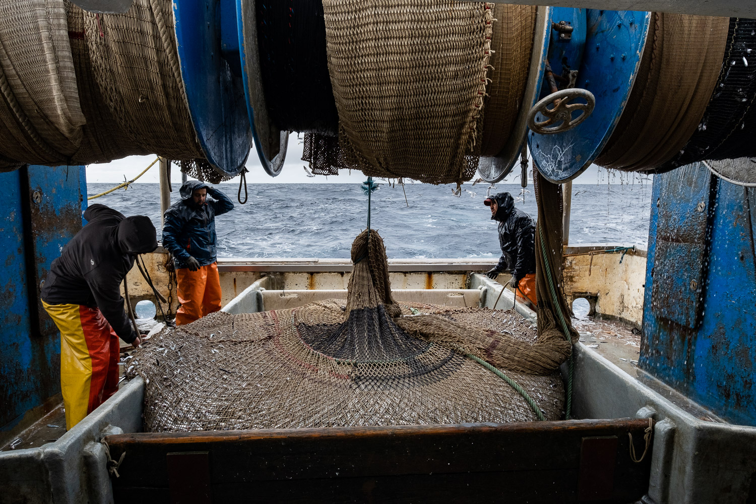 Anchois 099 HenriComte┬®