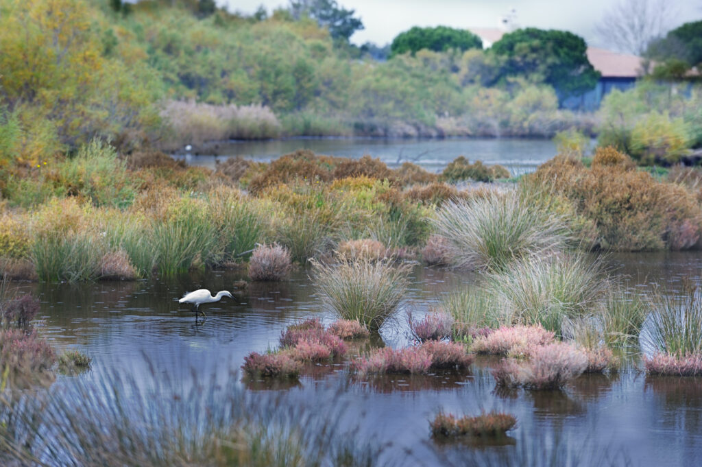 Camargue