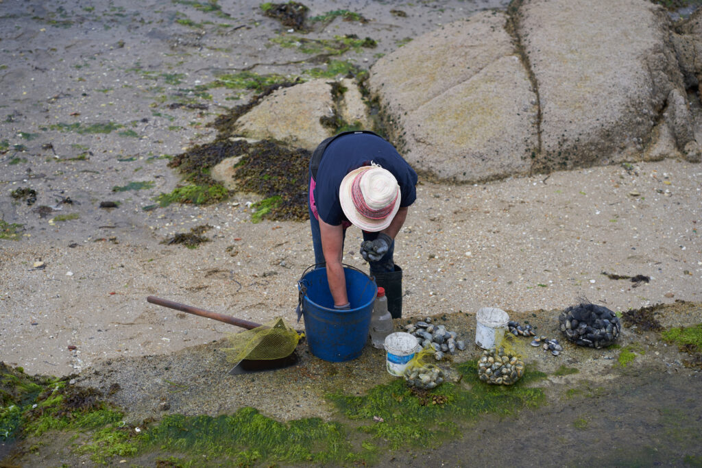 Pêcheur à pied ramassant des palourdes à l'aide d'un seau.