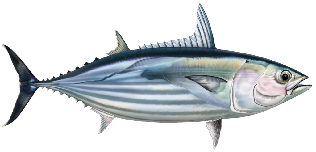 Skipjack tuna - Large (1)