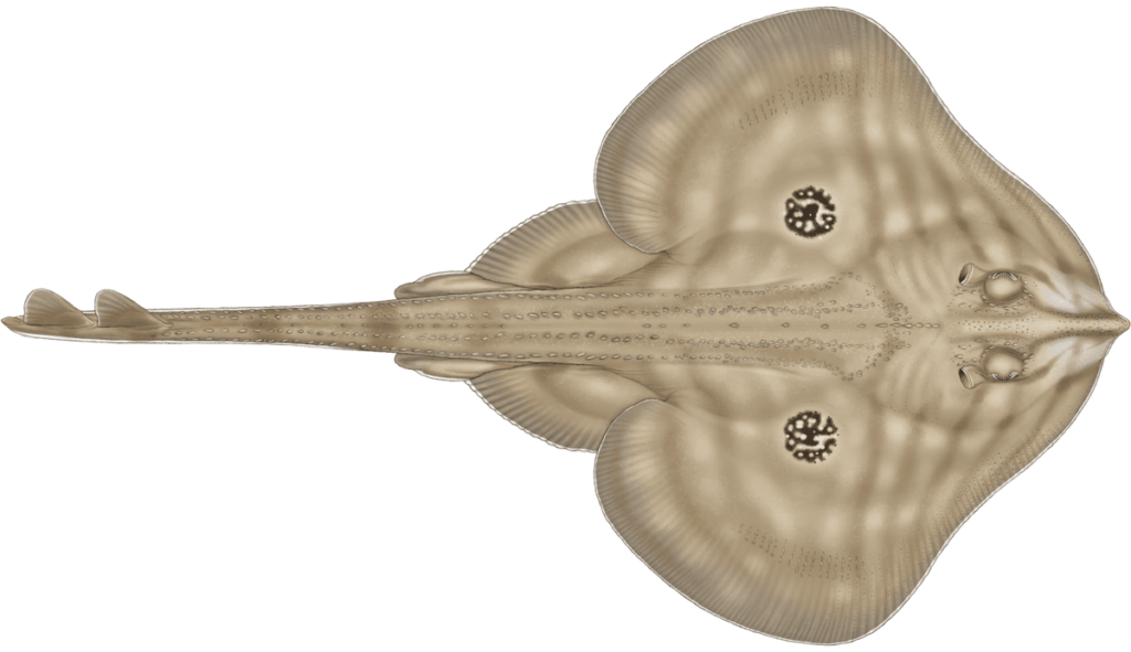 Cuckoo ray Medium e1738666331111