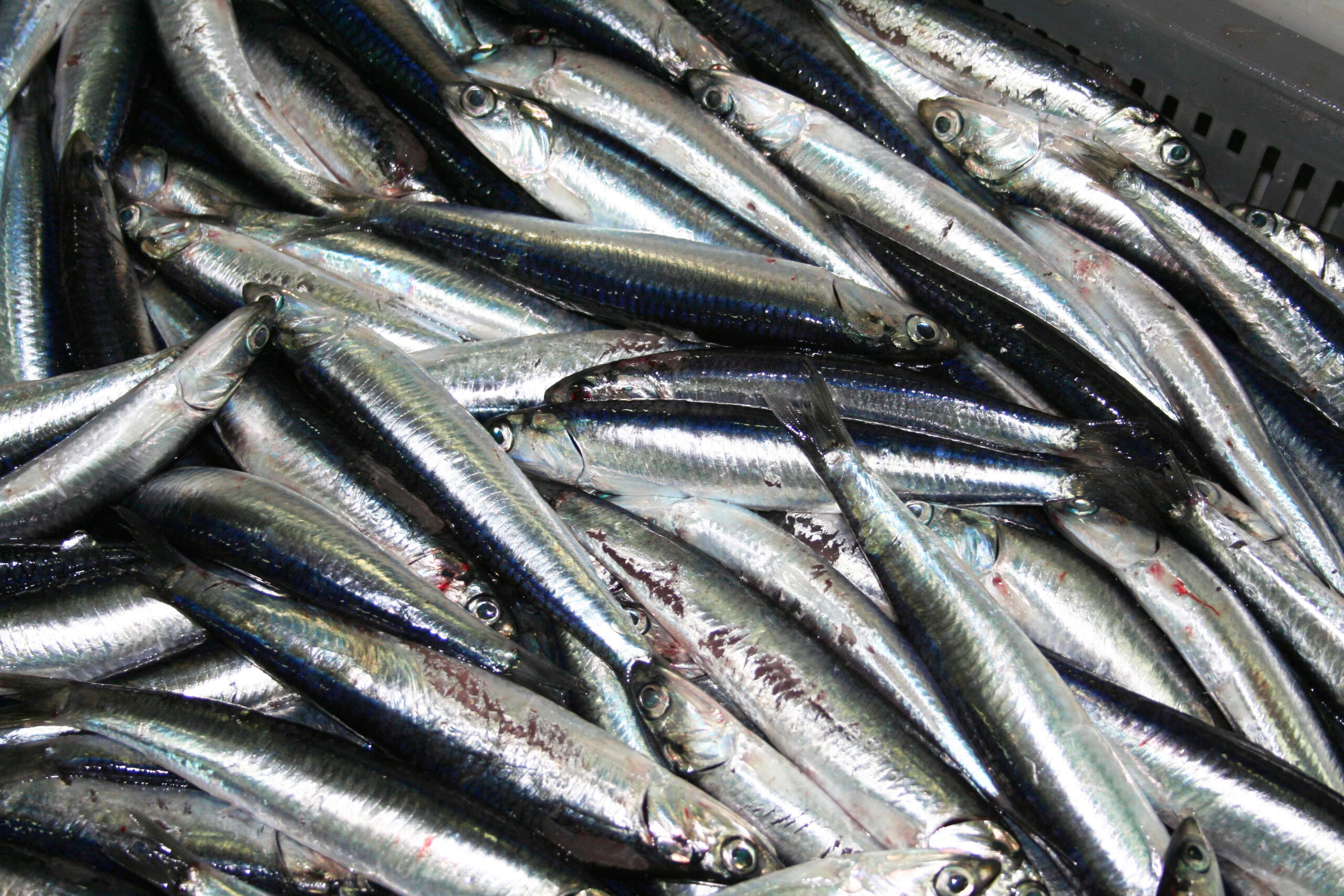 10 Poissons pelgas scaled