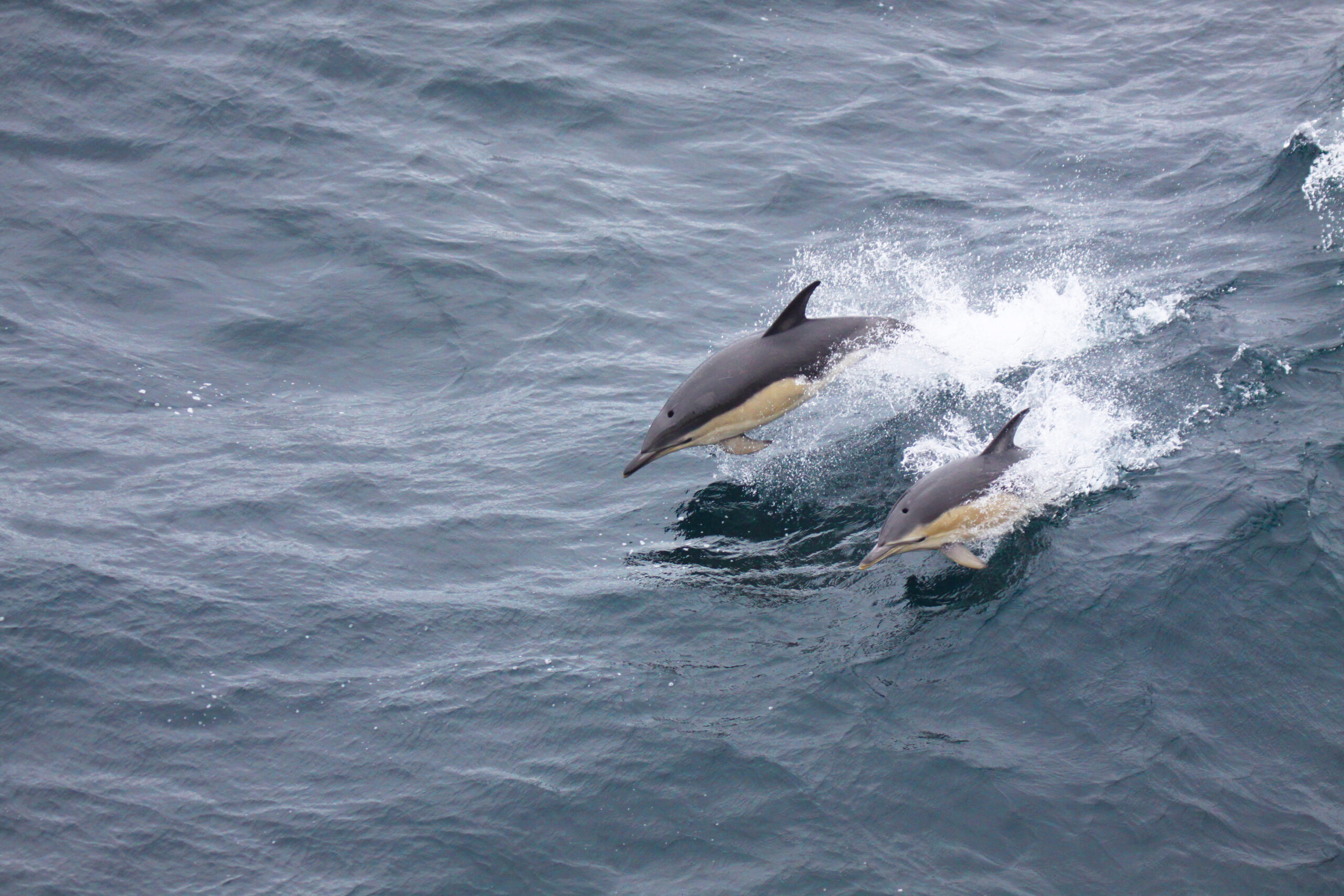 11 Dauphins pelgas scaled