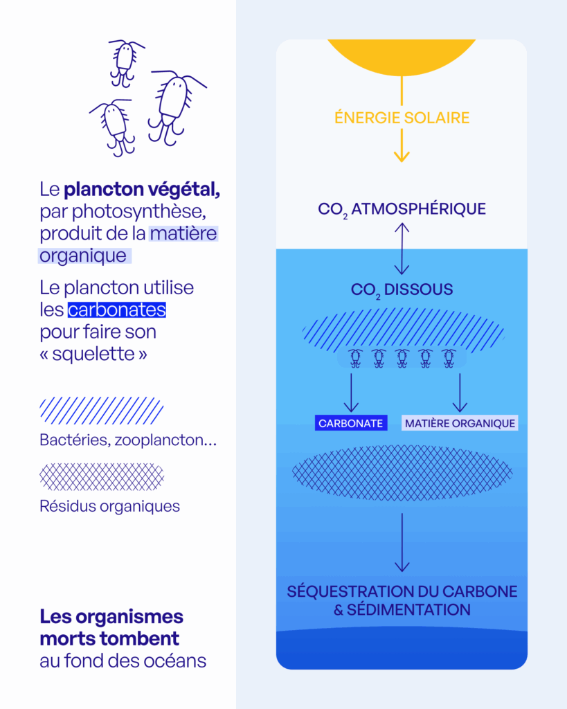 Chalutage de fond et climat : que sait-on vraiment de son impact sur le carbone marin ? 1 FTP RS 20250523 04 2