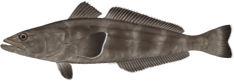 Dossostichus eleginoides lateral colour