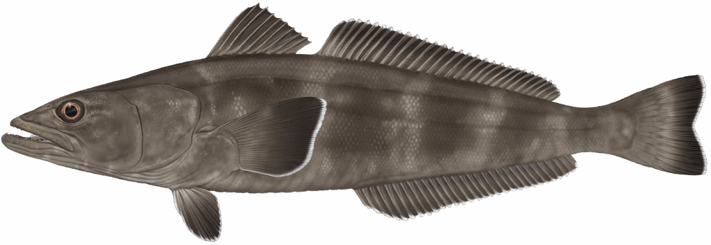 Dissostichus eleginoides lateral colour Dissostichus eleginoides lateral colour