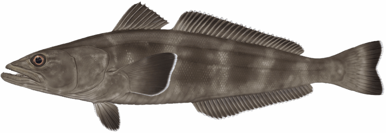 Dissostichus eleginoides lateral colour