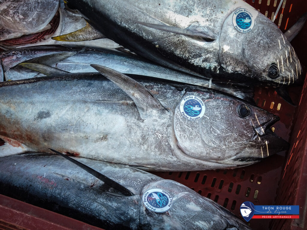 Labels et certifications : comment s’y retrouver pour une pêche vraiment durable ? 1 BW © 0154 1