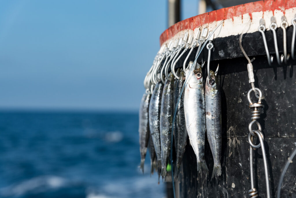 État des stocks mondiaux et pêche durable dans l'Union Européenne : où en est-on ? 1 Palangrier 043 ┬®HenriComte