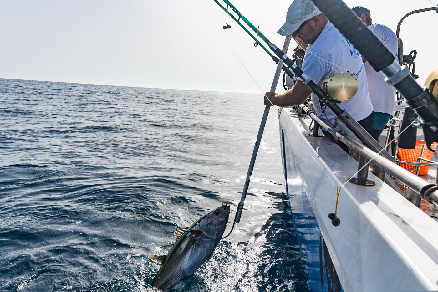 Thon Rouge 68┬®HenriComte