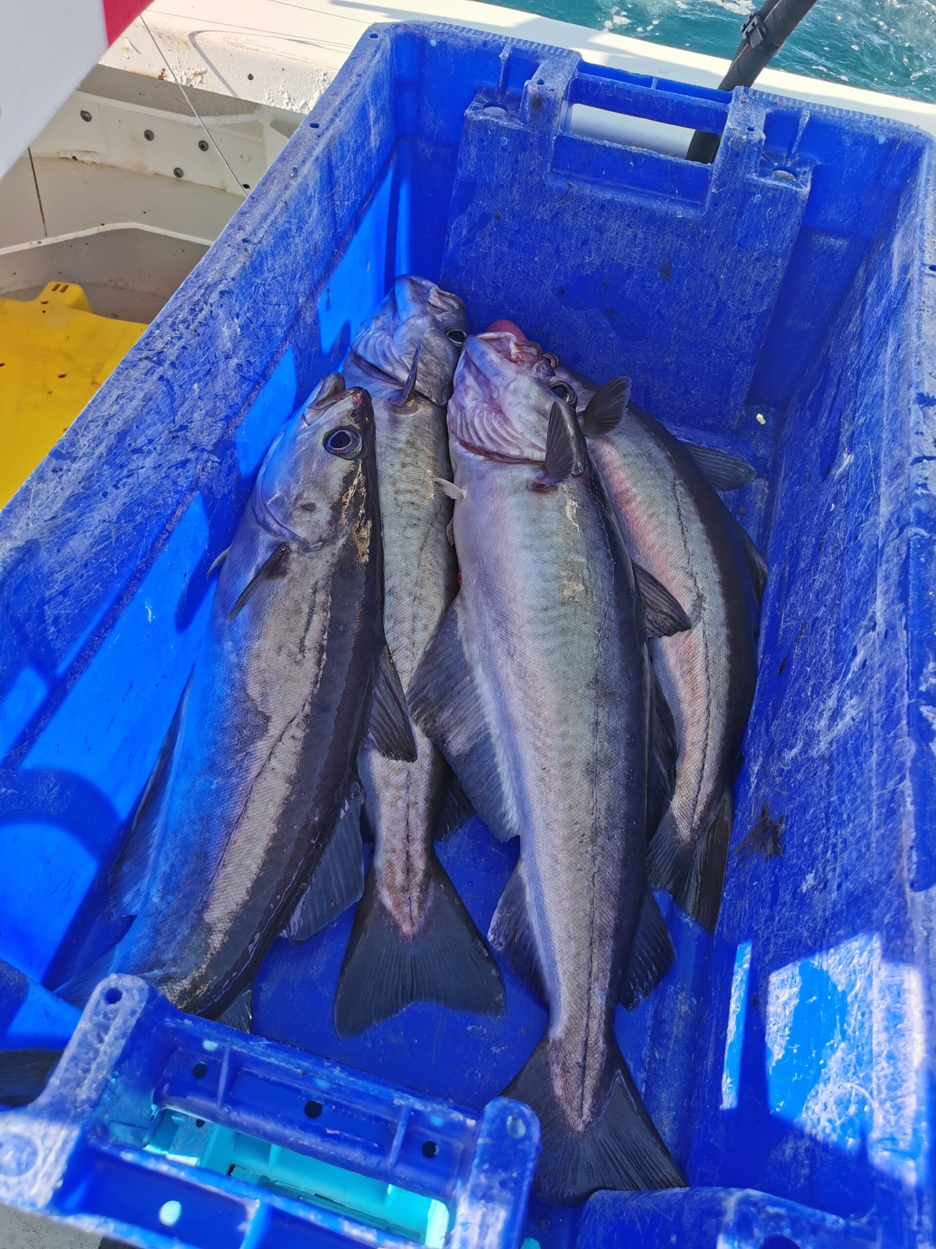 IMG 20220409 181954 scaled