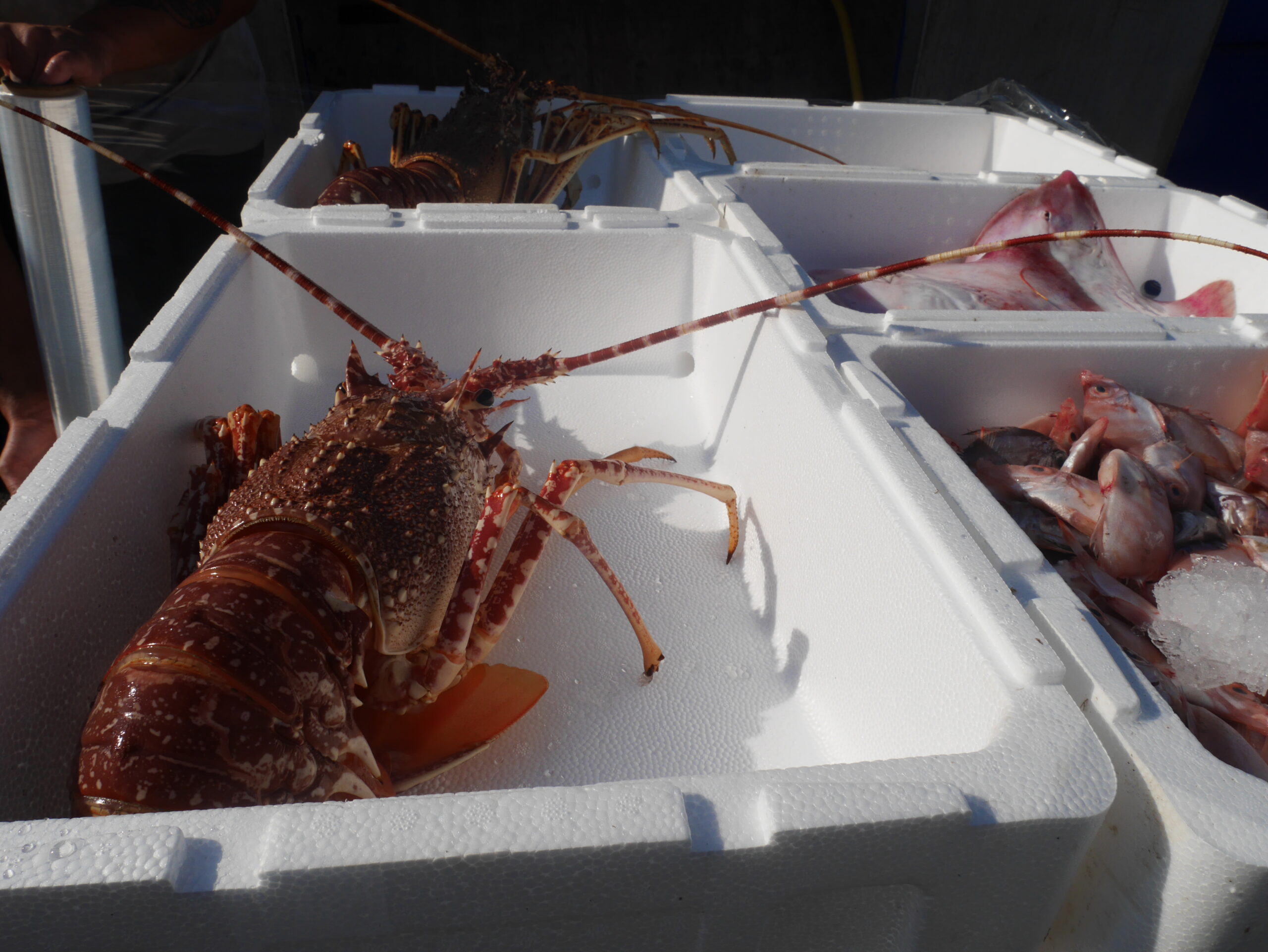 Langoustine OPDUSUD 48 scaled